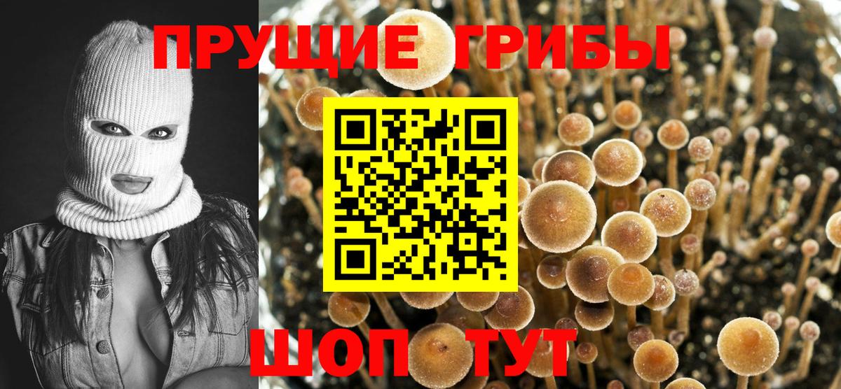 Псилоцибиновые грибы Psilocybine cubensis  Вход с VPN  Красноярск 